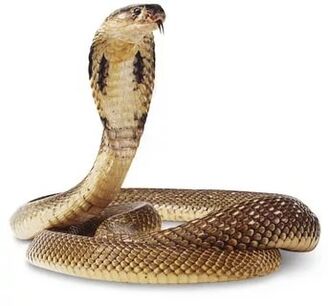 Composition du cobra royal